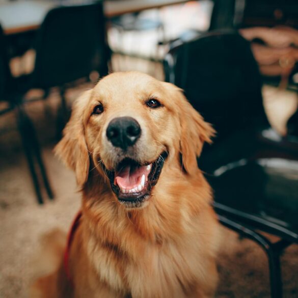 Short-coated Tan Dog